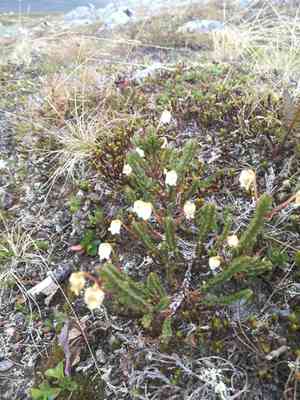 White arctic mountain heather(Cassiope tetragona)