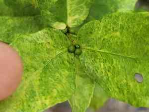 Goatwood(Cassipourea guianensis)