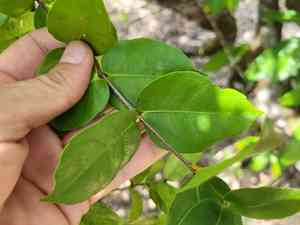 Goatwood(Cassipourea guianensis)