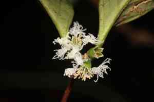 Goatwood(Cassipourea guianensis)