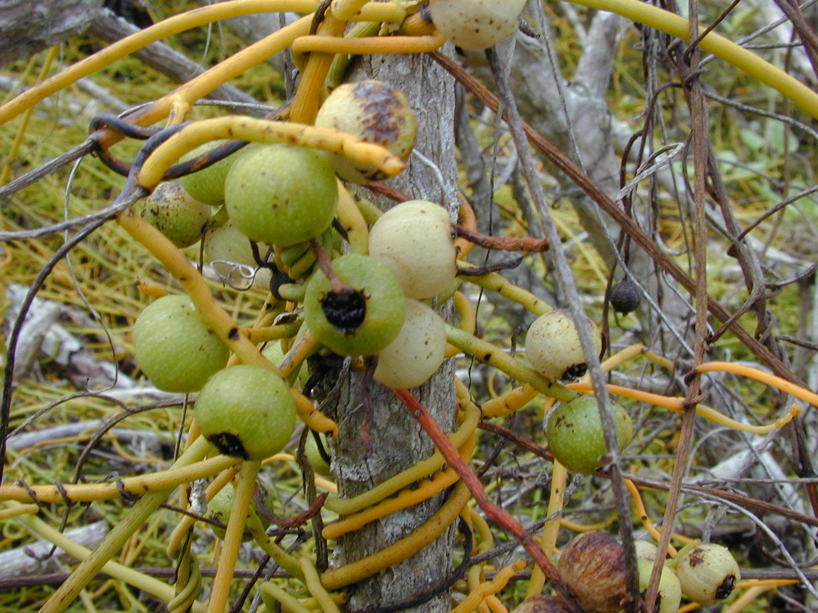 How to identify Laurel dodders (Cassytha) (Cassytha) | PlantJoy