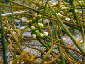 Laurel dodders (Cassytha)(Cassytha)