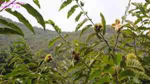 Japanese chestnut(Castanea crenata)
