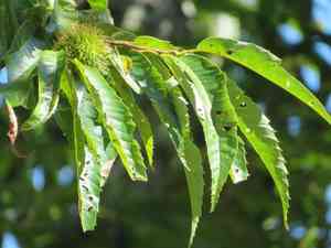 Japanese chestnut(Castanea crenata)