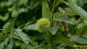Japanese chestnut(Castanea crenata)