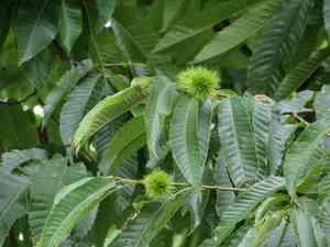 Japanese chestnut(Castanea crenata)