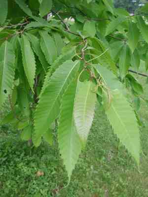 American chestnut(Castanea dentata)