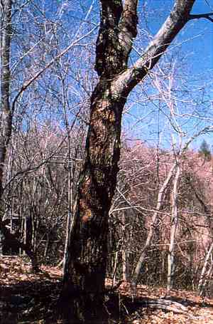 American chestnut(Castanea dentata)