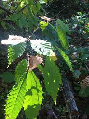 American chestnut(Castanea dentata)