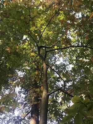 American chestnut(Castanea dentata)