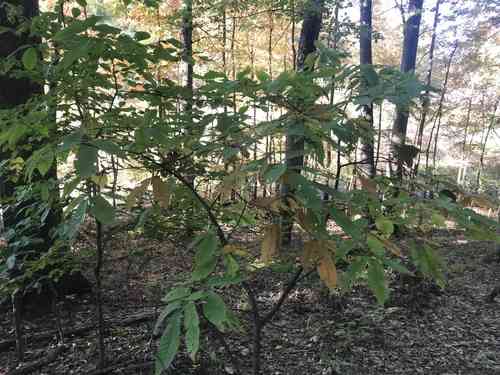 American chestnut(Castanea dentata)
