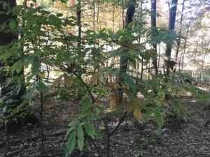 American chestnut(Castanea dentata)