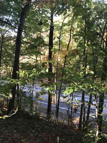American chestnut(Castanea dentata)