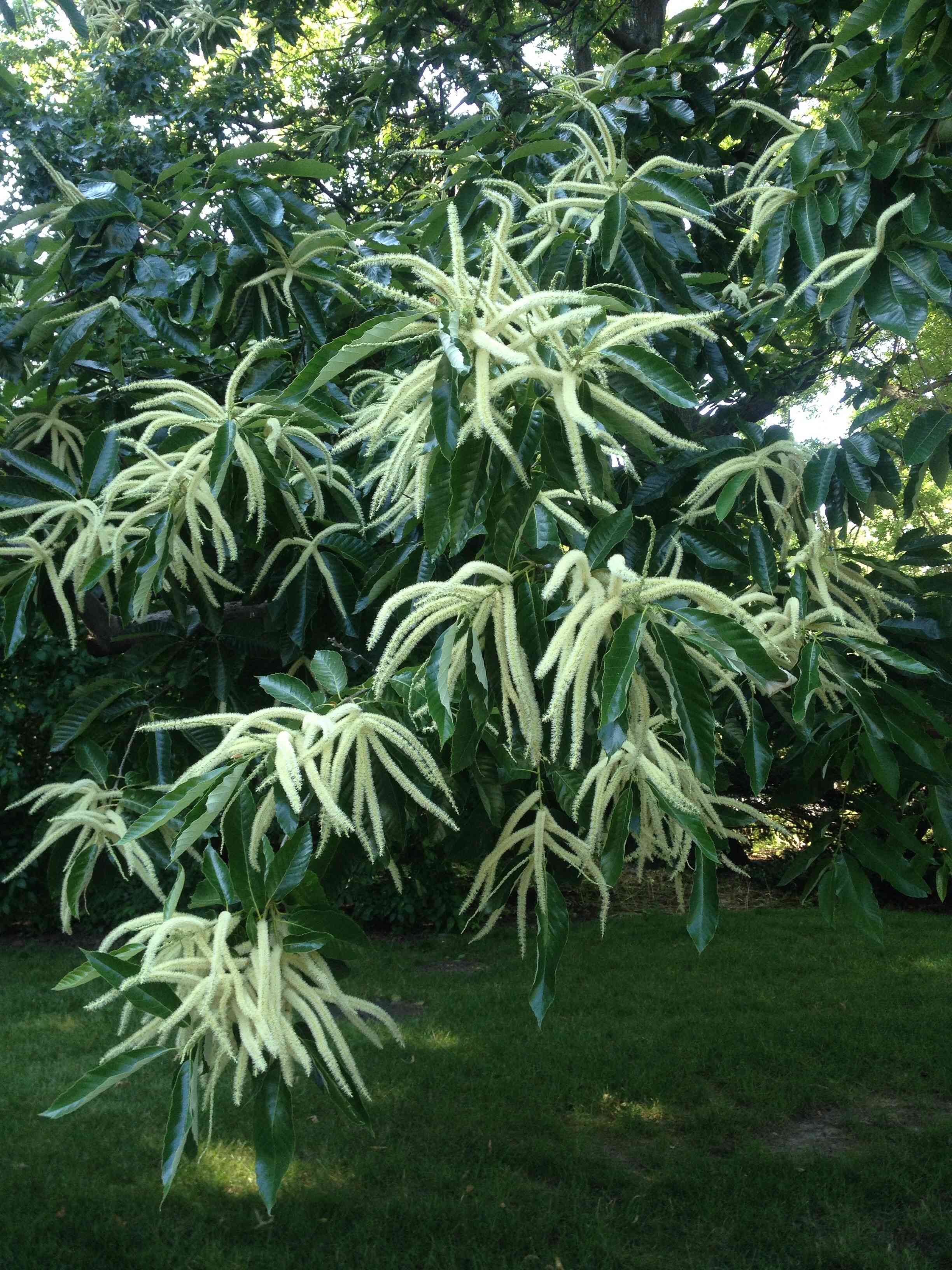 Chinese chestnut(Castanea mollissima)