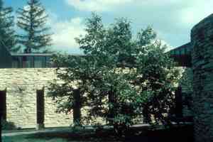 Chinese chestnut(Castanea mollissima)