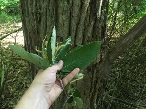 Chinese chestnut(Castanea mollissima)