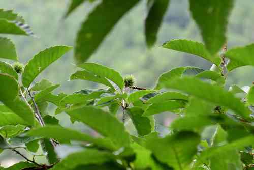 Chinese chestnut(Castanea mollissima)