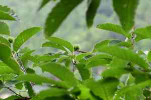 Chinese chestnut(Castanea mollissima)