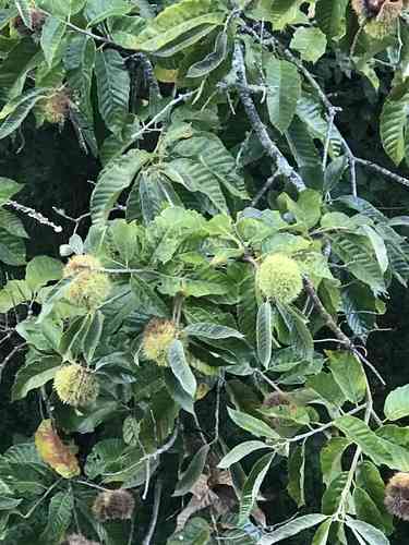 Chinese chestnut(Castanea mollissima)