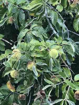Chinese chestnut(Castanea mollissima)