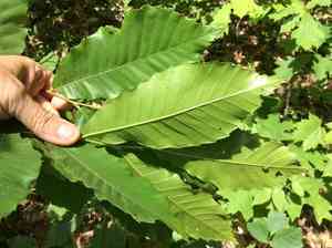 Dwarf Chestnut(Castanea pumila)