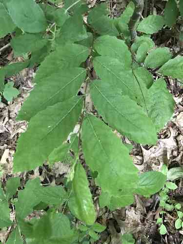 Dwarf Chestnut(Castanea pumila)
