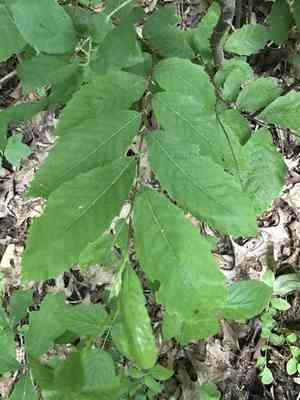 Dwarf Chestnut(Castanea pumila)