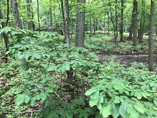 Dwarf Chestnut(Castanea pumila)