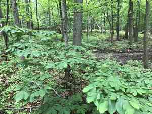 Dwarf Chestnut(Castanea pumila)