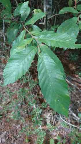 Dwarf Chestnut(Castanea pumila)