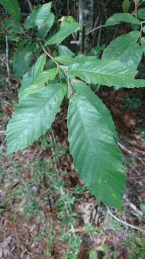 Dwarf Chestnut(Castanea pumila)