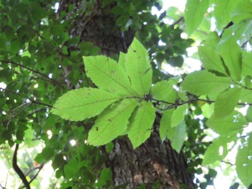 Sweet chestnut