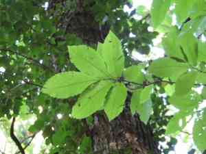 Sweet chestnut(Castanea sativa)