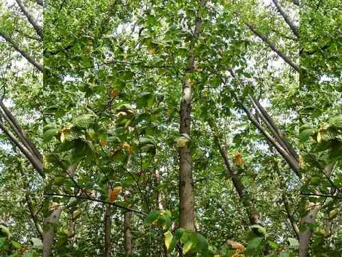 Sweet chestnut(Castanea sativa)