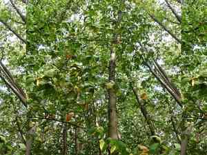 Sweet chestnut(Castanea sativa)