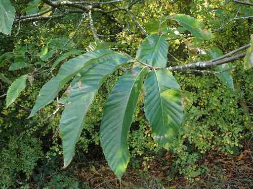 Sweet chestnut(Castanea sativa)
