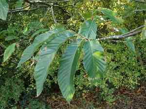Sweet chestnut(Castanea sativa)