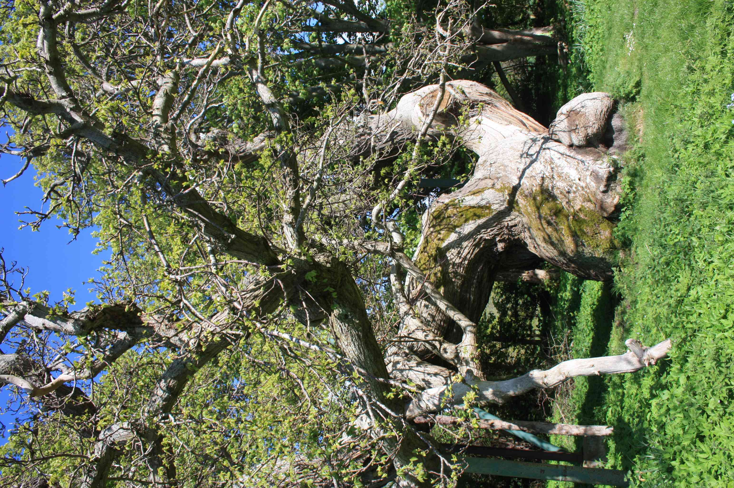 Sweet chestnut(Castanea sativa)