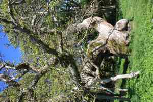 Sweet chestnut(Castanea sativa)