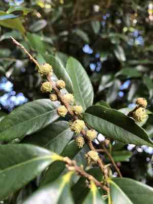 Long-leaf evergreen chinkapin(Castanopsis carlesii)