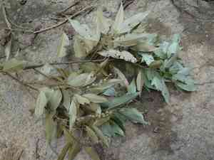 Long-leaf evergreen chinkapin(Castanopsis carlesii)