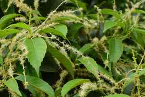Bitter evergreen chinkapin(Castanopsis sclerophylla)