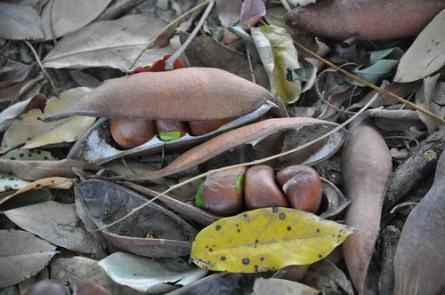 Moreton bay chestnut