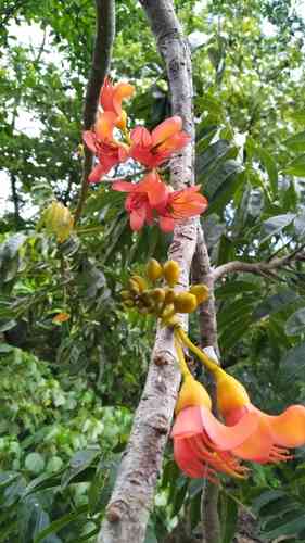 Moreton bay chestnut(Castanospermum australe)