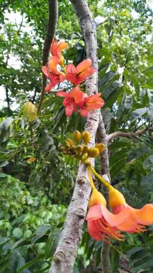 Moreton bay chestnut(Castanospermum australe)