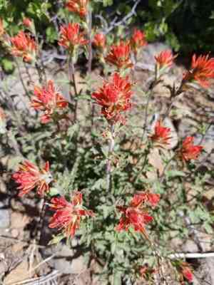 Wavyleaf indian paintbrush(Castilleja applegatei)