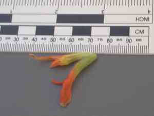 Wavyleaf indian paintbrush(Castilleja applegatei)