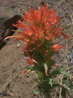 Wavyleaf indian paintbrush(Castilleja applegatei)