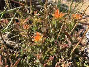 Wavyleaf indian paintbrush(Castilleja applegatei)