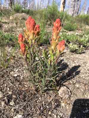 Cobwebby indian paintbrush(Castilleja arachnoidea)